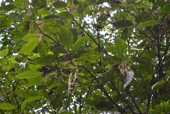 Myriocarpa bifurca