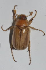 Rhizotrogus marginipes