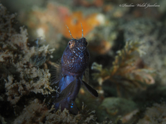 Emblemaria pandionis