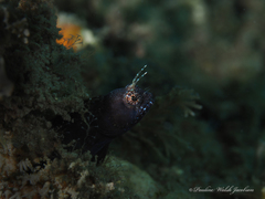 Emblemaria pandionis