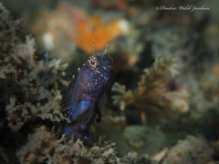 Emblemaria pandionis