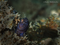 Emblemaria pandionis