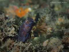 Emblemaria pandionis