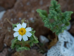 Perityle crassifolia robusta