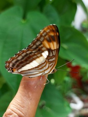 Adelpha naxia