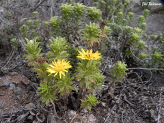 Haplopappus foliosus
