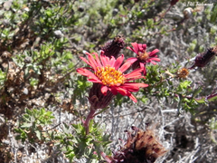 Haplopappus foliosus