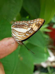 Adelpha naxia
