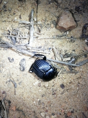 Scarabaeus laticollis