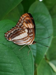 Adelpha naxia