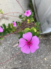 Catharanthus roseus image