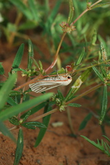 Amsacta senegalensis