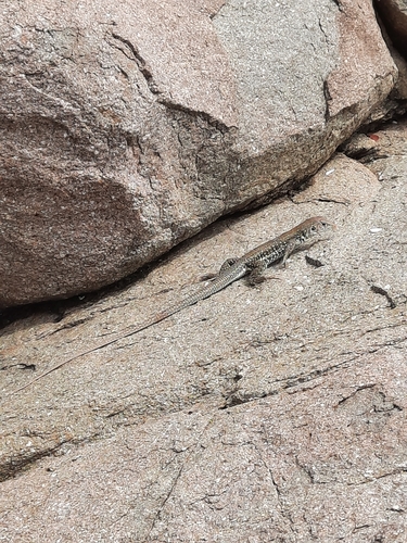 Anguilla Bank Ameiva, Pholidoscelis plei