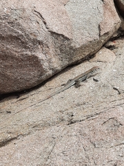 Pholidoscelis plei