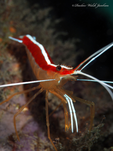 redbacked cleaner shrimp