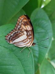 Adelpha naxia