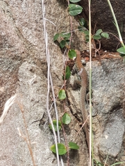 Pholidoscelis plei