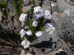 Heliotropium stenophyllum