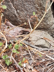 Pholidoscelis plei