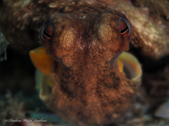 Octopus americanus