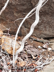 Pholidoscelis plei