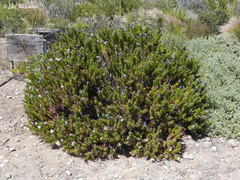 Heliotropium stenophyllum