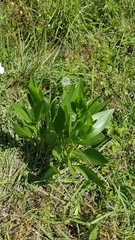 Rudbeckia texana