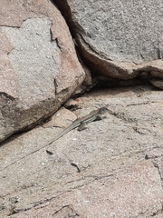 Pholidoscelis plei