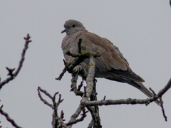 Streptopelia decaocto