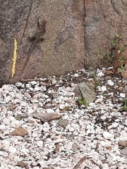 Pholidoscelis plei