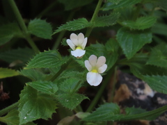 Nemesia acornis