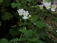 Nemesia acornis