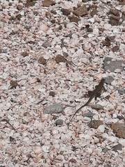 Pholidoscelis plei