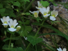 Nemesia acornis