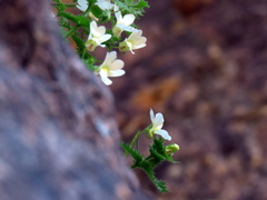 Nemesia acornis