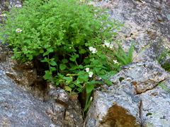 Nemesia acornis
