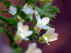 Nemesia acornis