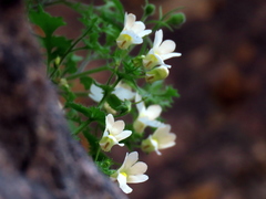 Nemesia acornis