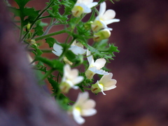 Nemesia acornis