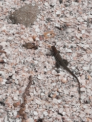 Pholidoscelis plei
