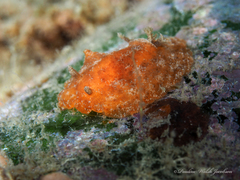 Geitodoris immunda