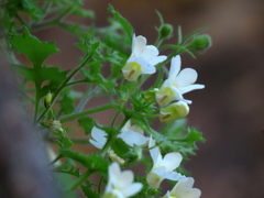 Nemesia acornis