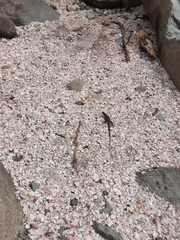 Pholidoscelis plei
