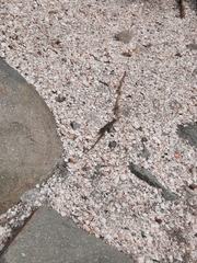 Pholidoscelis plei
