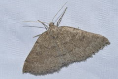 Aleucis distinctata