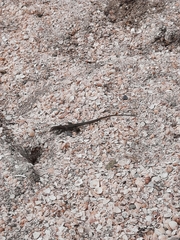 Pholidoscelis plei