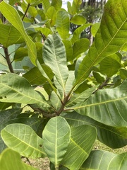 Anacardium