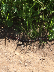 Lampropeltis multifasciata