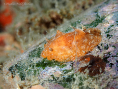 Geitodoris immunda
