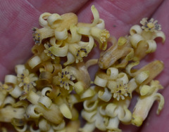 Dysoxylum gaudichaudianum